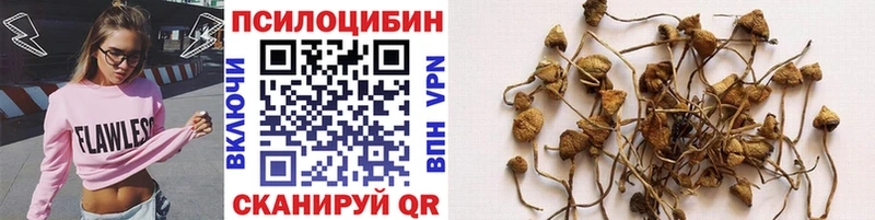 купить наркотик  Магас  Галлюциногенные грибы Psilocybine cubensis 